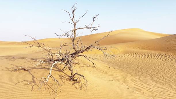 istock Weathered tree fallen in the middle of a desert 1419083537