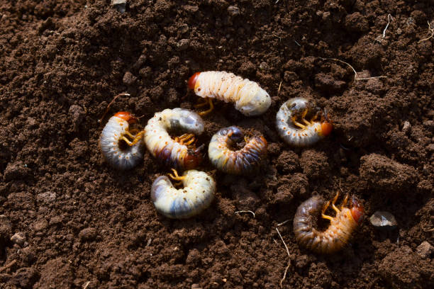 istock Close up of white grubs burrowing into the soil 1419083593