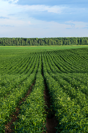 potato field during potato flowering. agriculture, cultivation of natural food on an industrial scale