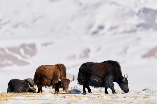 Wild yak, Bos mutus, large bovid native to the Himalayas, winter mountain codition, Tso-Kar lake, Ladakh, India. Yak from Tibetan Plateau, in the snow. Black bull with horn from snowy Tibet.