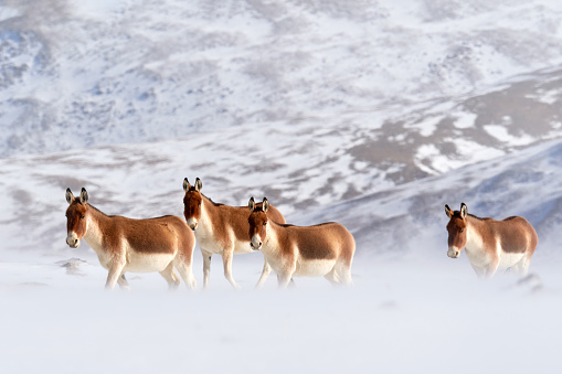 Kiang from Tibetan Plateau, in the snow. Wild asses heard, Tibet. Wildlife scene, nature.   Kiang, Equus kiang, largest of the wild asses, winter mountain codition, Tso-Kar lake, Ladakh, India.