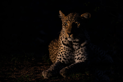 Leopard female resting in the night in Sabi Sands Game Reserve in the Greater Kruger Region in South Africa