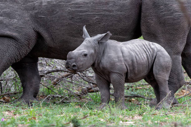 istock Baby and mother white rhinoceros 1419085302