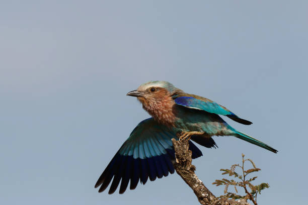 istock Lilac-breasted roller  in Kruger National Park 1419085336