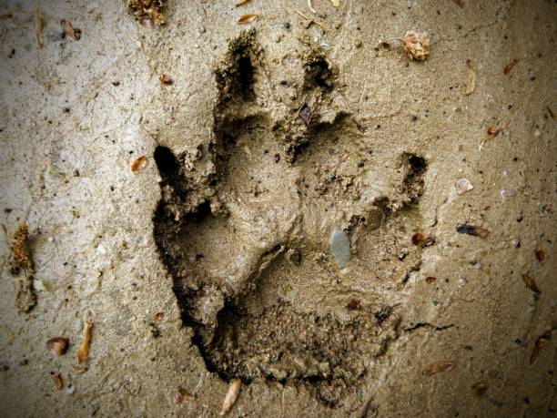 istock Dog paw imprint closeup on wet soil 1419085719