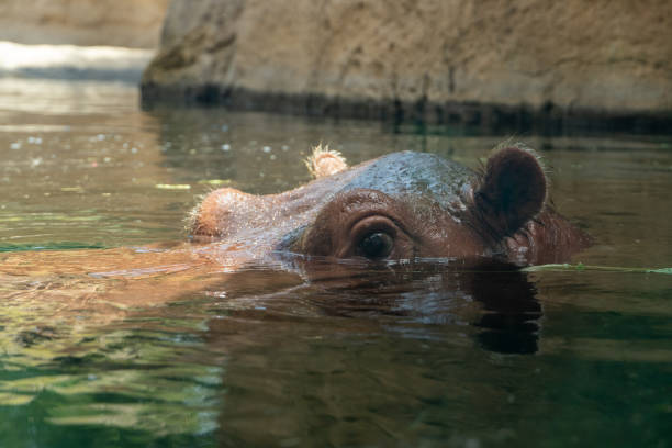 oko hipopotama zwyczajnego (hippopotamus amphibius) na poziomie wody - sub saharan africa zdjęcia i obrazy z banku zdjęć