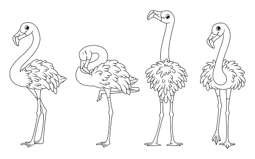 Free download of Black Outline White Birds Bird Flamingo Animal Vector  Graphic