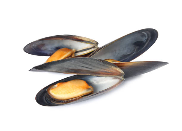 istock Delicious cooked mussels in shells on white background 1419087509
