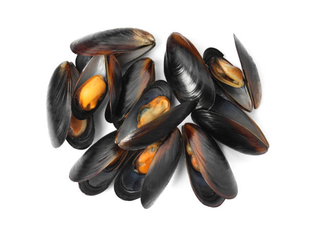 istock Delicious cooked mussels in shells on white background, top view 1419087542