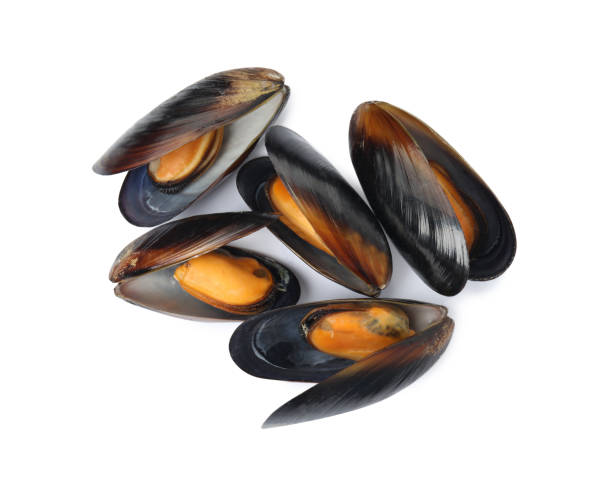 istock Delicious cooked mussels in shells on white background, top view 1419087606