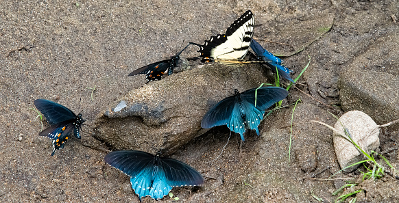 Several Morpho Butterflies gather to socialize on the bank of the Pigeon River, North Carolina