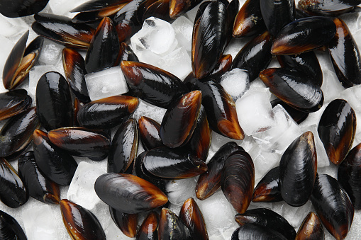 Raw mussels with ice as background, top view