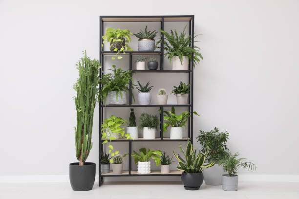 istock Shelving unit with many beautiful houseplants near white wall indoors. Interior design 1419089093