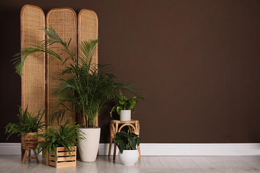 Many beautiful houseplants near brown wall indoors, space for text. Interior design