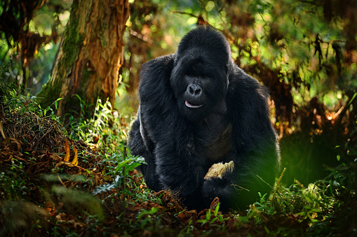 Congo mountain gorilla. Gorilla - wildlife forest portrait . Detail head primate portrait with beautiful eyes. Wildlife scene from nature. Africa. Mountain gorilla monkey ape, Virunga NP.