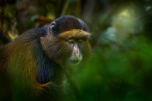 Golden monkey, Cercopithecus kandti, Golden Mgahinga Gorilla National Park in Uganda. Rare endemic animal from Africa nature, willlife from Virunga volcanic mountains. Golden monkey in habitat.