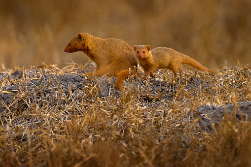 Dwarf mongoose, Helogale parvula, pair of animal near the hole nest, Suvuti, Chobe NP in Botswana. Mongoose in the nature habitat, Africa. Nature Wildlife.