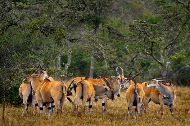 стадо больших антилоп, озеро мбуро нп, уганда в африке. eland anthelope, taurotragus oryx, большое коричневое африканское млекопитающее в естественной сре� - equinus стоковые фото и изображения