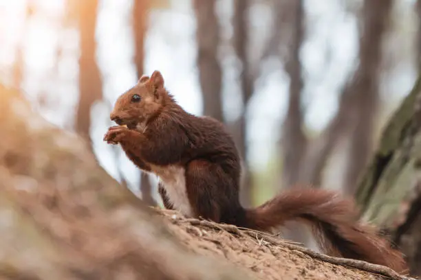 Photo of squirrel sitting on the forest floor eating at sunset with bokeh trees background