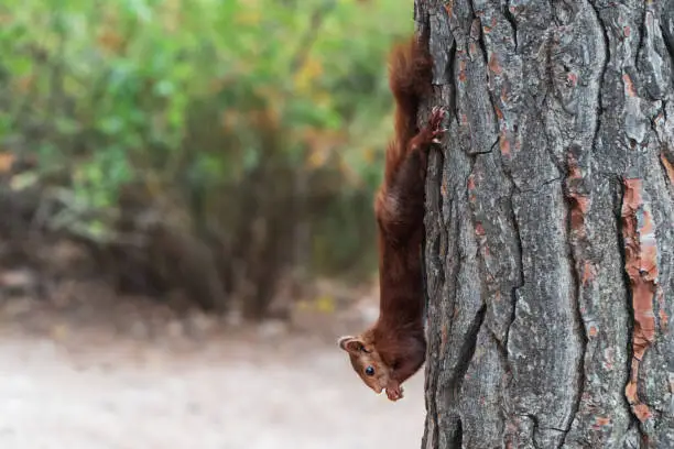 Photo of squirrel hanging upside down from a tree trunk holding on with its hind legs while eating with its front legs.