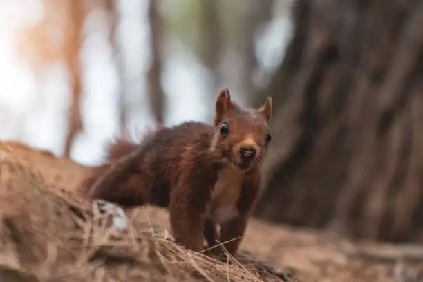 Photo of squirrel running to the camera on the forest floor with bokeh trees background
