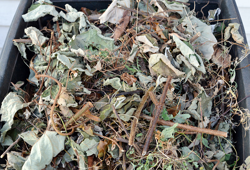 Closeup of a full yard waste recycling bin with branches, twigs and leaves.