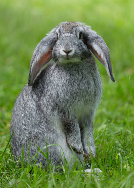 istock Little cute rabbit sitting on the grass. Grey bunny on green background 1419091061