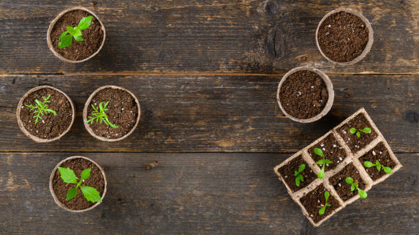 topfblumensämlinge, die in biologisch abbaubaren torfmoostöpfen wachsen. zero waste, recycling, plastikfreies gartenkonzept. umpflanzen sämlinge draufsicht modell up. - potting peat dirt moss stock-fotos und bilder