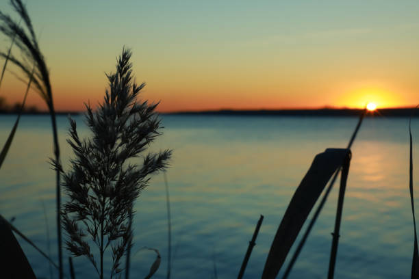 istock Beautiful reed near river at sunset, closeup 1419091084