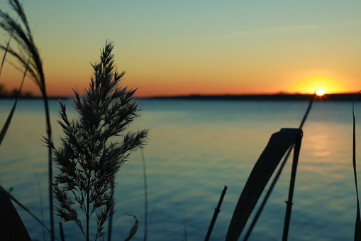 Beautiful reed near river at sunset, closeup