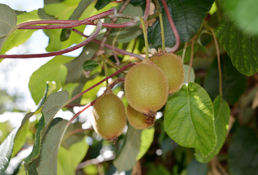 Closeup of Kiwi fruit growing in the sunshine.c