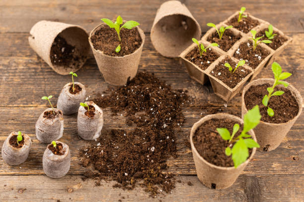 istock Potted flower seedlings growing in biodegradable peat moss pots. Wooden background with copy space. Zero waste, recycling, plastic free concept. 1419091769