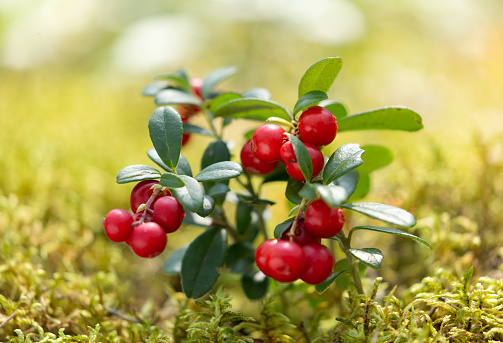 close up of bush of wild ripe cowberry in a forest