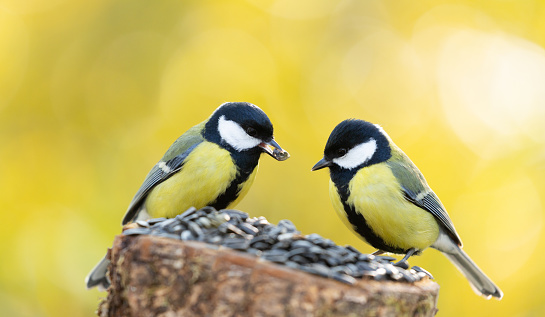 Two little birds perching on the tree stump with sunflower seeds. Great Tit