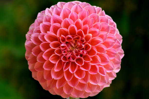 Close up shot of a beautiful coral pastel pink Dahlia flower head. Dahlia flower symmetry. stock photo