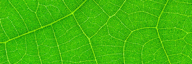 ilustraciones, imágenes clip art, dibujos animados e iconos de stock de textura horizontal de hoja verde para patrón y fondo, ilustración vectorial - leaf vein leaf plant macro