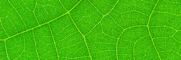 패턴과 배경을위한 수평한 녹색 잎 질감, 벡터 일러스트 레이 션 - green abstract backgrounds leaf stock illustrations