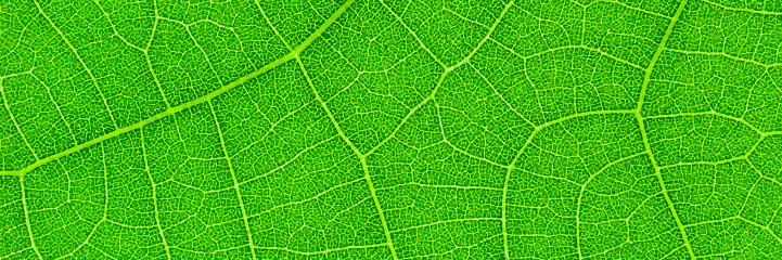 horizontal green leaf texture for pattern and background,vector illustration.