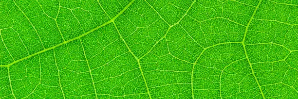 Vector illustration of horizontal green leaf texture for pattern and background,vector illustration