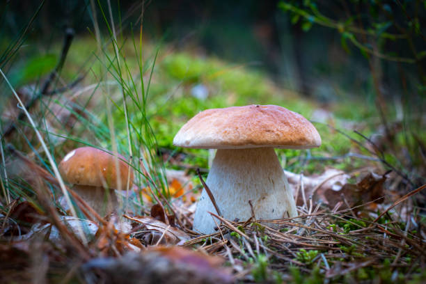 istock season two porcini white mushrooms grows 1419092738