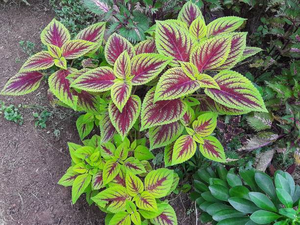 istock Coleus plant red and green textured leaves 1419092833