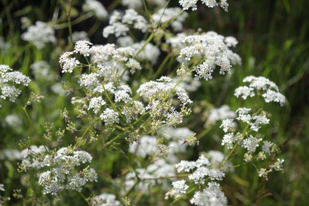 istock Cow parsley flowers growing in the field 1419092849