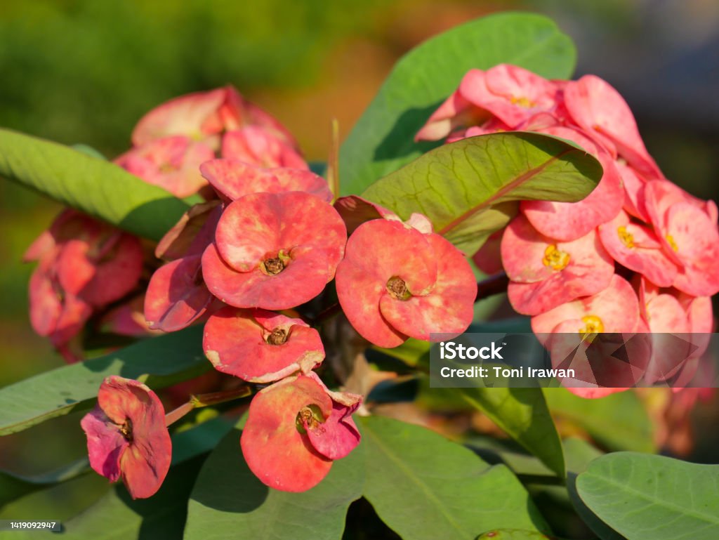 Red Flowers With Thorny Stems Stock Photo Download Image Now Beauty Red Flowers With Thorny Stems Stock Photo Download Image Now Beauty