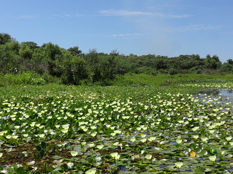 Beautiful aquatic plants with yellow flowers in the Esteros del Ibera