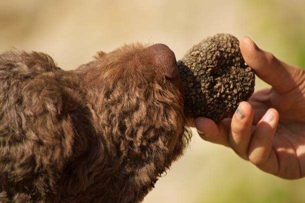 Dog sniffs truffle smell by a person hand outdoor in Italy Purebred Lagotto Romagnolo truffles hunt training lagotto romagnolo stock pictures, royalty-free photos & images