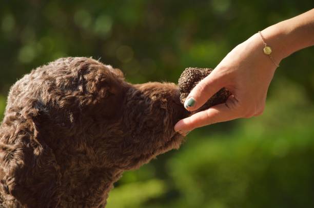 Purebred dog, Lagotto Romagnolo sniffs truffle smell by woman hand outdoor in Italy Purebred Lagotto Romagnolo truffles hunt, sense of smell training lagotto romagnolo stock pictures, royalty-free photos & images