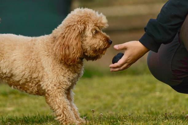 istock Purebred dog training and owner holding truffle, hunt training 1419094273
