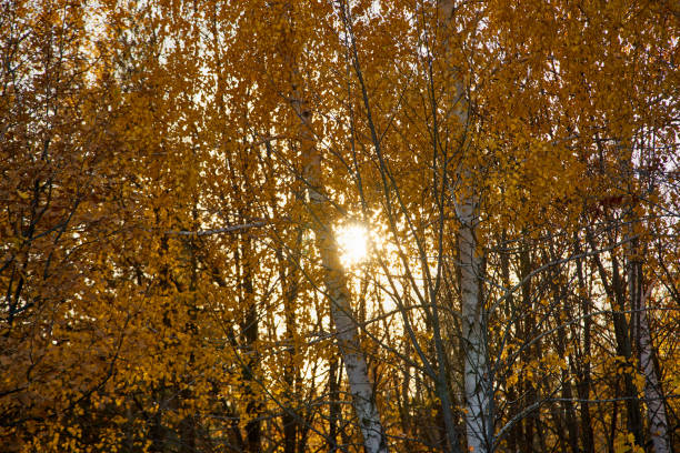 Autumn leaves at sunset in the forest. Autumn background.