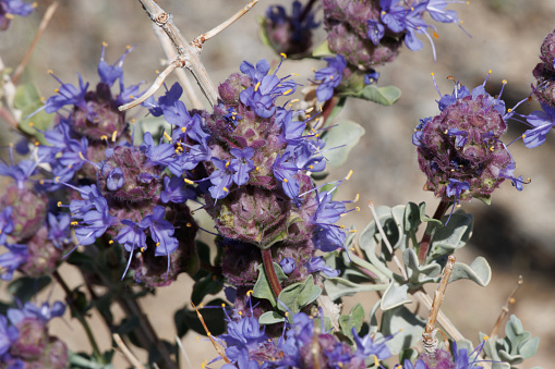 Blue flowering axillaterminal determinate cymose head inflorescences of Desert Purple Sage, Salvia Dorrii, Lamiaceae, native monoclinous deciduous shrub in the Western Mojave Desert, Springtime.