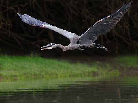 A Great Blue Heron Flying over the water near shore. Taken from a kayak on the Multnomah Channel at Sauvie Island. The Willamette River and island is near Portland, Oregon.